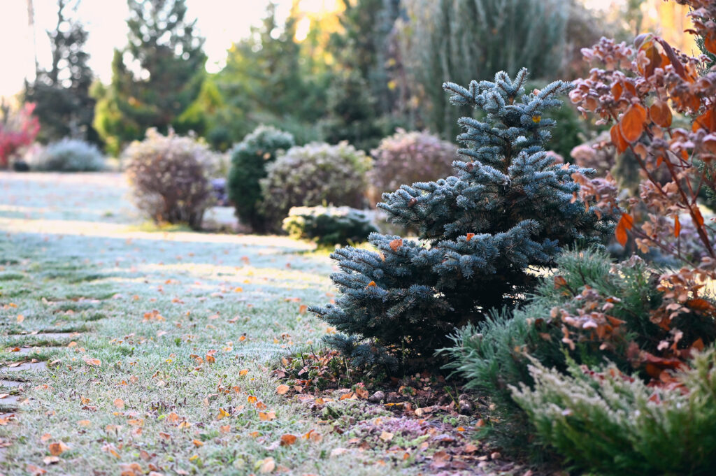 winter hardy landscaping