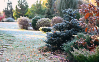 winter hardy landscaping
