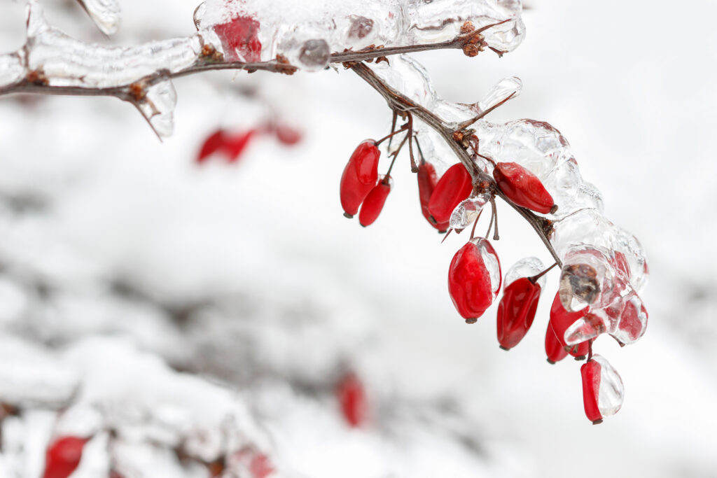 winter landscaping